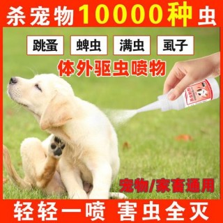 狗狗感冒能驱虫吗？狗感冒的时候可以驱虫吗（最新）