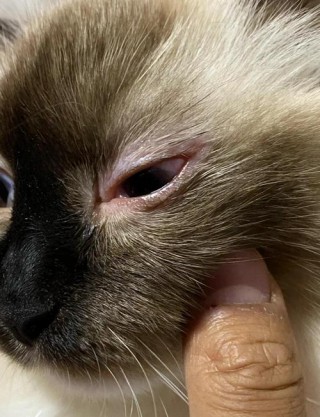 猫咪上眼皮红肿，（猫咪上眼皮红肿掉毛用什么药）