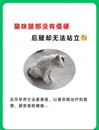 猫咪突然后腿无力，（猫咪突然后腿无力走路不稳）