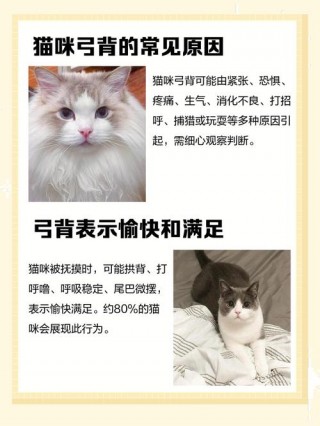 猫咪弓背是什么意思，（猫咪弓背是什么意思?）