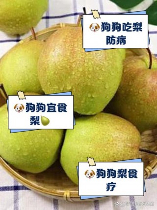 泰迪狗狗可以吃梨吗，泰迪狗狗可以吃梨吗怎么吃？