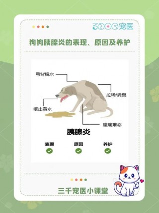 狗狗得胰腺炎怎么办，（狗狗胰腺炎怎么办?）