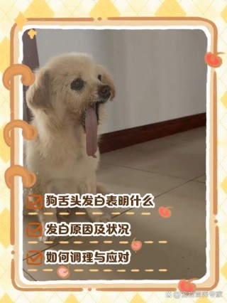 狗狗舌头发白是怎么回事，狗狗舌头发白是怎么回事儿?？