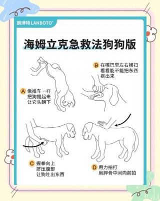 狗狗卡骨头了怎么办，狗狗卡到骨头怎么处理？