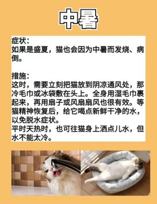 猫咪呛到了怎么办？猫咪呛着了会怎么样（最新）