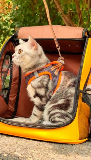 猫咪可以带出去玩吗，猫可以带出去旅游吗？