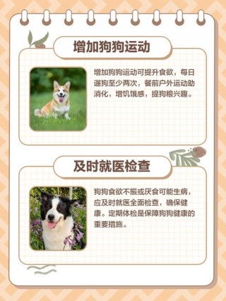 狗狗不喜欢吃狗粮怎么办，狗狗宁愿饿着不吃狗粮？