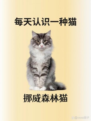 猫咪口腔增生息肉，猫咪口腔增生息肉泼尼松龙能吃多久？