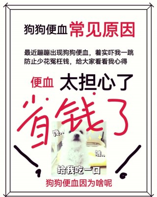 狗狗肠炎拉血怎么办？狗肠炎拉血还有得救吗（最新）