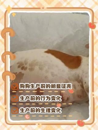 狗狗怀孕生产前的预兆，狗狗怀孕要生产时的迹象？