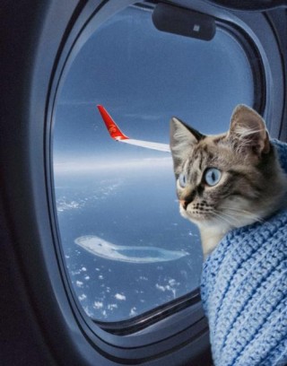 怎么带猫咪上飞机，如何带宠物猫上飞机？