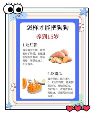 狗狗能吃什么肉？狗狗能吃什么肉类（最新）