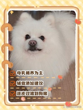 一个多月狗狗吃什么，一个多月狗吃啥？