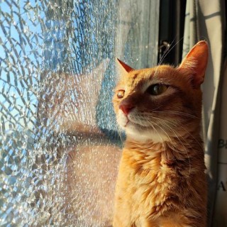 猫咪需要晒太阳吗，（猫需不需要经常晒太阳）