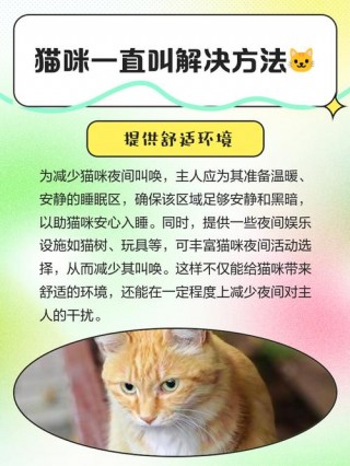 猫咪要生了怎么办，猫要生崽了怎么办？