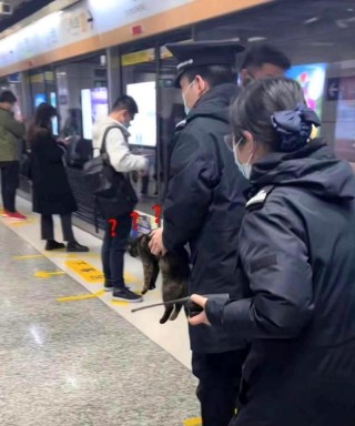 猫咪可以上地铁吗？背着猫咪可以上地铁吗（最新）