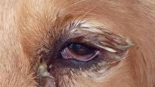 狗狗咳嗽有眼屎是怎么回事？狗咳嗽有眼屎该怎么办（最新）