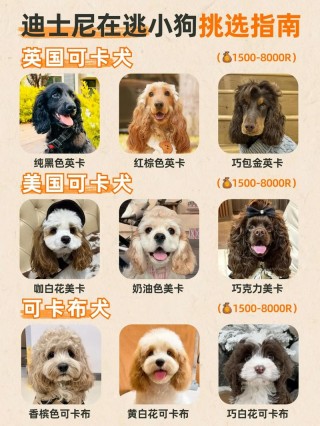 狗狗品种大全介绍，狗狗品种大全及图片下载？