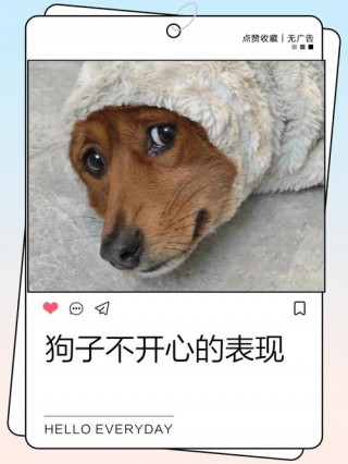 狗狗不喜欢你的表现？狗狗不喜欢你的表现（最新）
