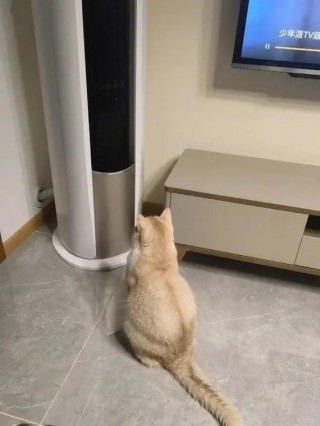 猫咪为什么怕冷，（猫咪为什么很怕冷）
