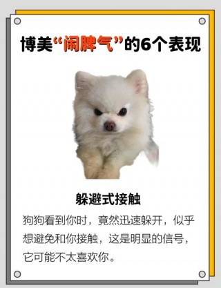 狗狗的动作表达的意思，狗狗的动作表达的意思是什么？