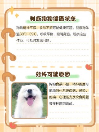 狗狗不爱吃饭什么原因，（狗狗不喜欢吃饭是怎么回事）