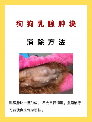 狗狗得乳腺瘤怎么办，狗狗得乳腺瘤怎么办能治好吗？