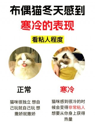 猫咪一般多少度觉得冷，（猫咪一般多少度觉得冷正常）