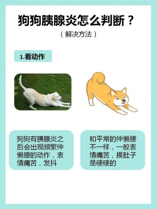 狗狗得胰腺炎的原因，猫咪得胰腺炎的症状有哪些？