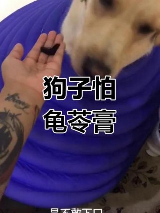 狗狗能吃龟苓膏吗？狗狗能吃龟苓膏和蜂蜜吗（最新）