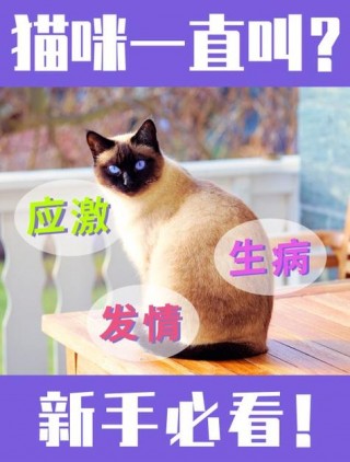 小猫咪为什么一直叫，（小猫咪为什么一直叫?）