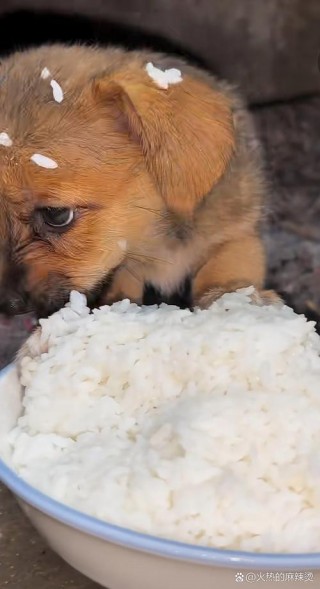 狗狗可以吃大米饭吗？狗狗能不能吃大米（最新）