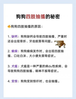 狗狗浑身抽搐怎么回事，（狗狗身体抽搐是什么原因）