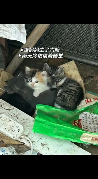 哺乳期猫咪可以洗澡吗？哺乳期的母猫能洗吗（最新）