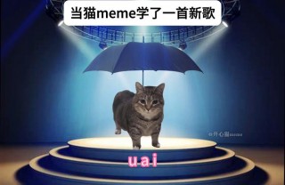 猫猫喜欢听的音乐？猫喜欢听的歌曲有哪些（最新）