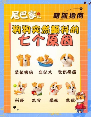 狗狗抖的厉害怎么办，（狗狗抖是为啥）