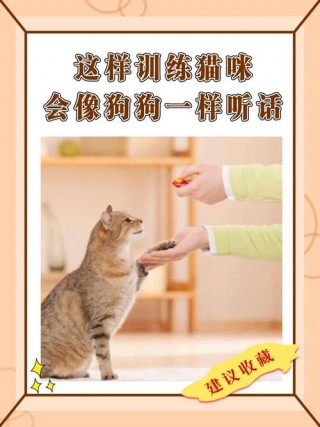 怎样才能让猫咪听话，（怎样才能让猫咪听话起来）
