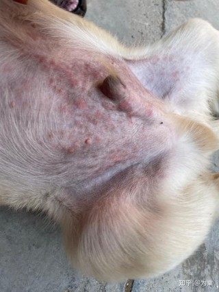 狗狗可以用痱子粉吗，狗狗能不能用爽肤粉？