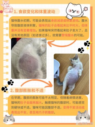 猫咪胆囊炎有哪些症状，（猫猫胆囊炎）