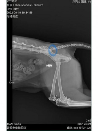 猫咪尾巴骨折了怎么办，（猫的尾巴骨折了对猫有什么影响）