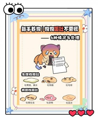 狗狗上吐下泻怎么回事？狗狗上吐下泻是什么情况（最新）