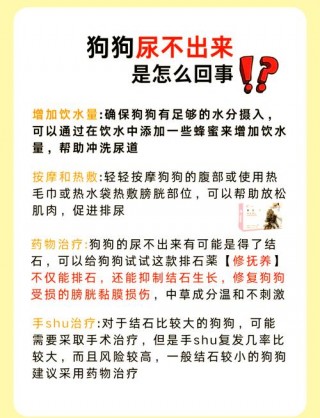 狗狗尿不出来每次几滴，（狗狗尿不出来一直滴尿）