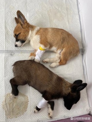 狗狗得了细小几天能好，（狗狗得了细小一般几天能好）