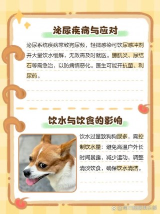 狗狗尿什么颜色正常，狗尿应该是什么颜色的？