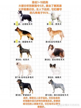 哪种狗狗最可爱？哪些狗最可爱（最新）