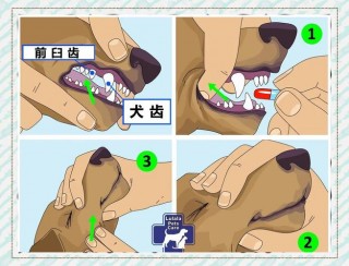 如何给狗狗喂药片？如何给狗狗喂药片视频（最新）