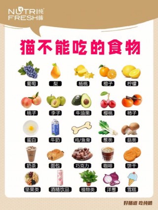 猫咪不能吃什么食物？猫生病不吃东西喂点什么（最新）