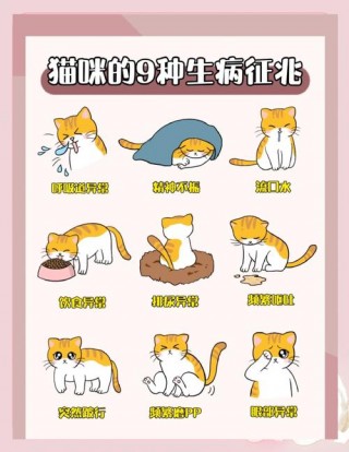 猫咪生病的症状？猫咪生病的各类表现（最新）