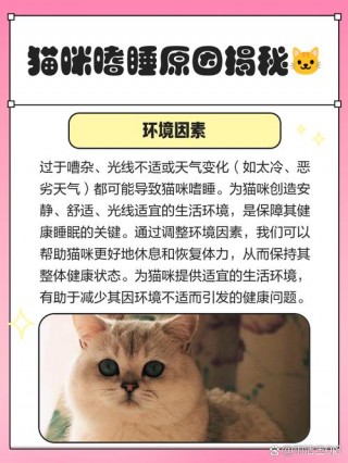 猫咪嗜睡是怎么回事，（猫咪嗜睡是什么意思）