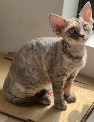 小猫咪多大可以洗澡，小猫咪多大可以洗澡驱虫？